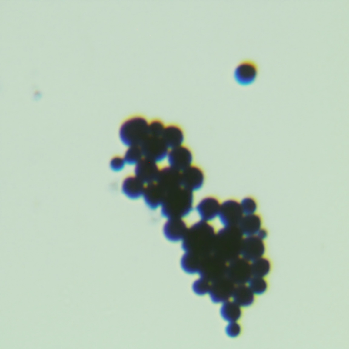 Hansenula yeast-BNCC