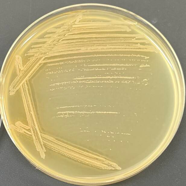 Jinzhou Bacillus WN9-BNCC