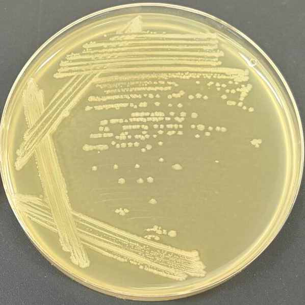 Marseille Bacillus subtilis subspecies-BNCC