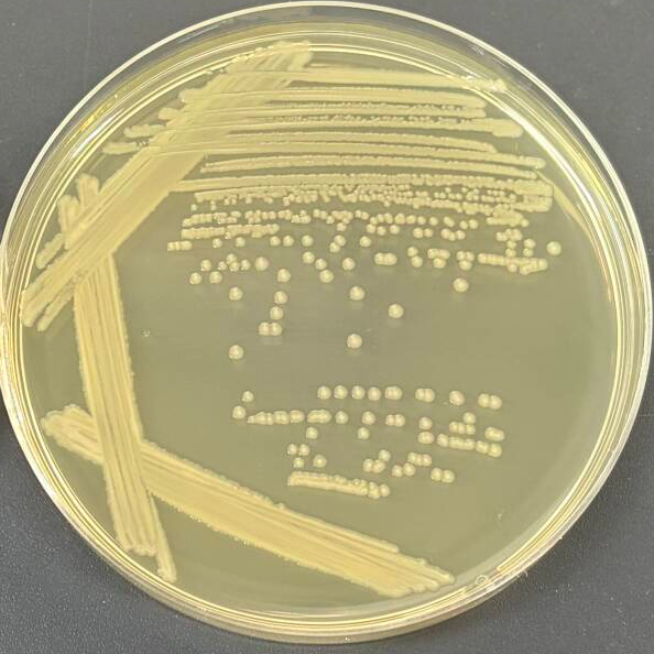 Bacillus americae MK2-BNCC