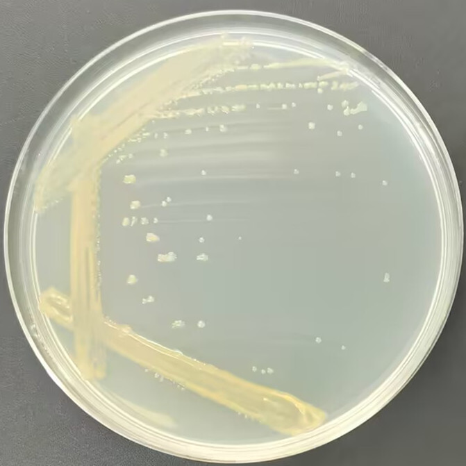 Bacillus subtilis-BNCC