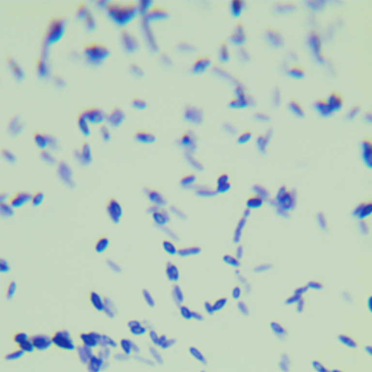 Bacillus subtilis-BNCC