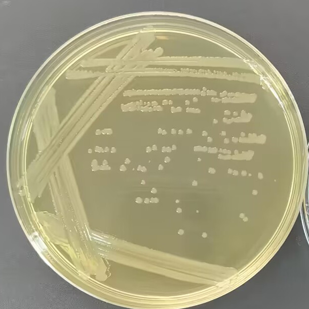 Bacillus subtilis-BNCC