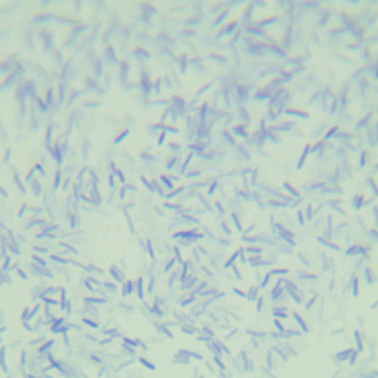 Bacillus subtilis-BNCC