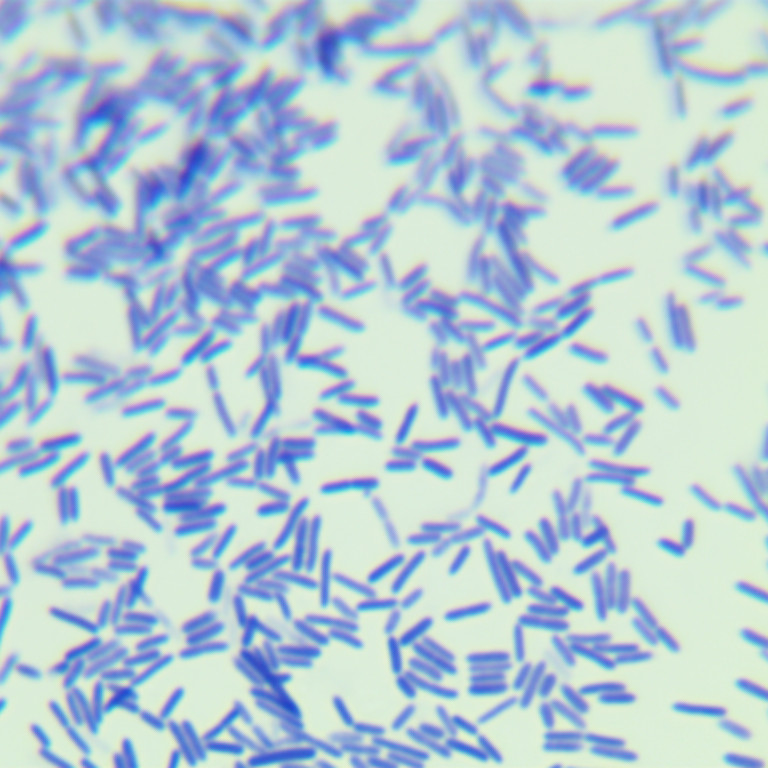 Cleanroom Bacillus-BNCC