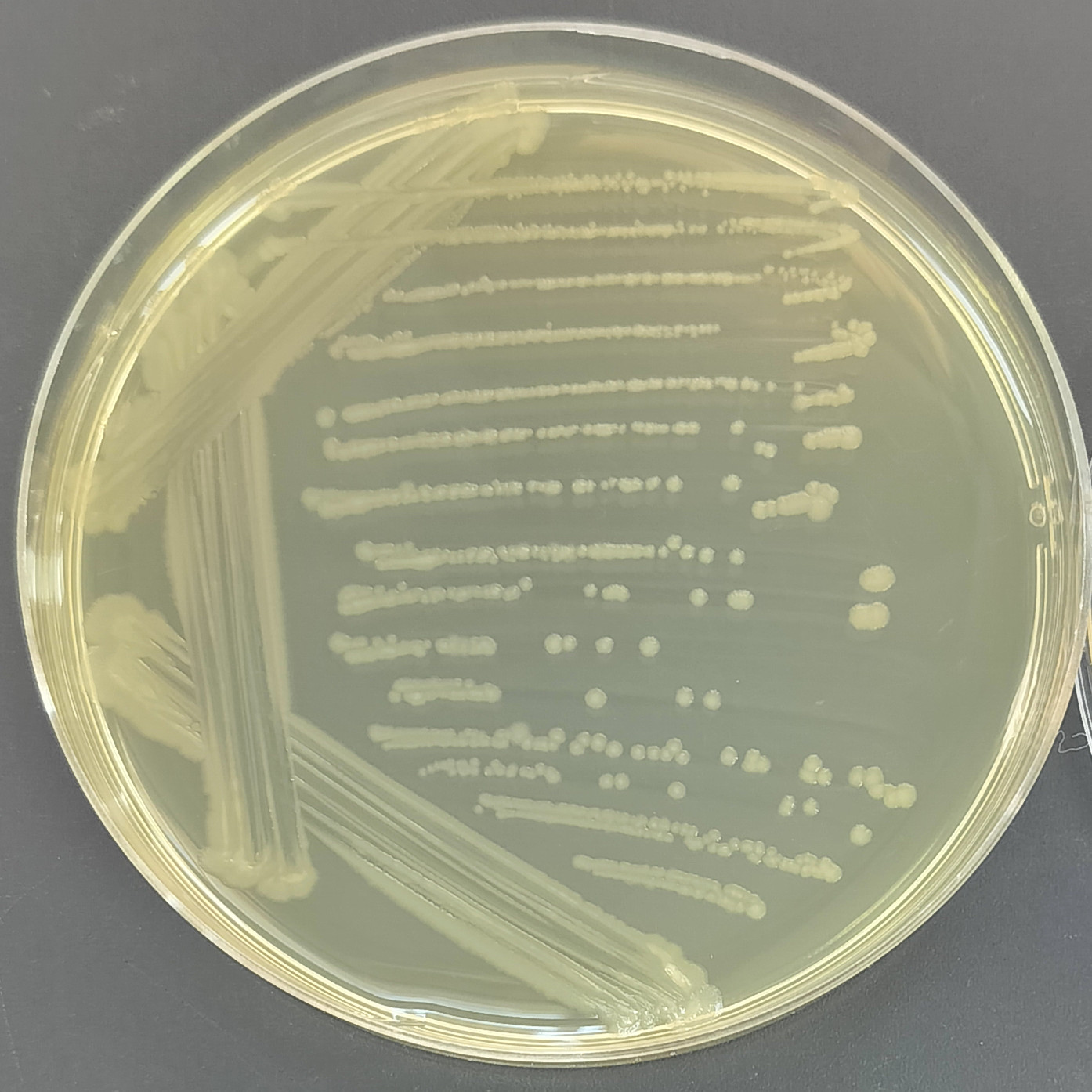 Cleanroom Bacillus-BNCC