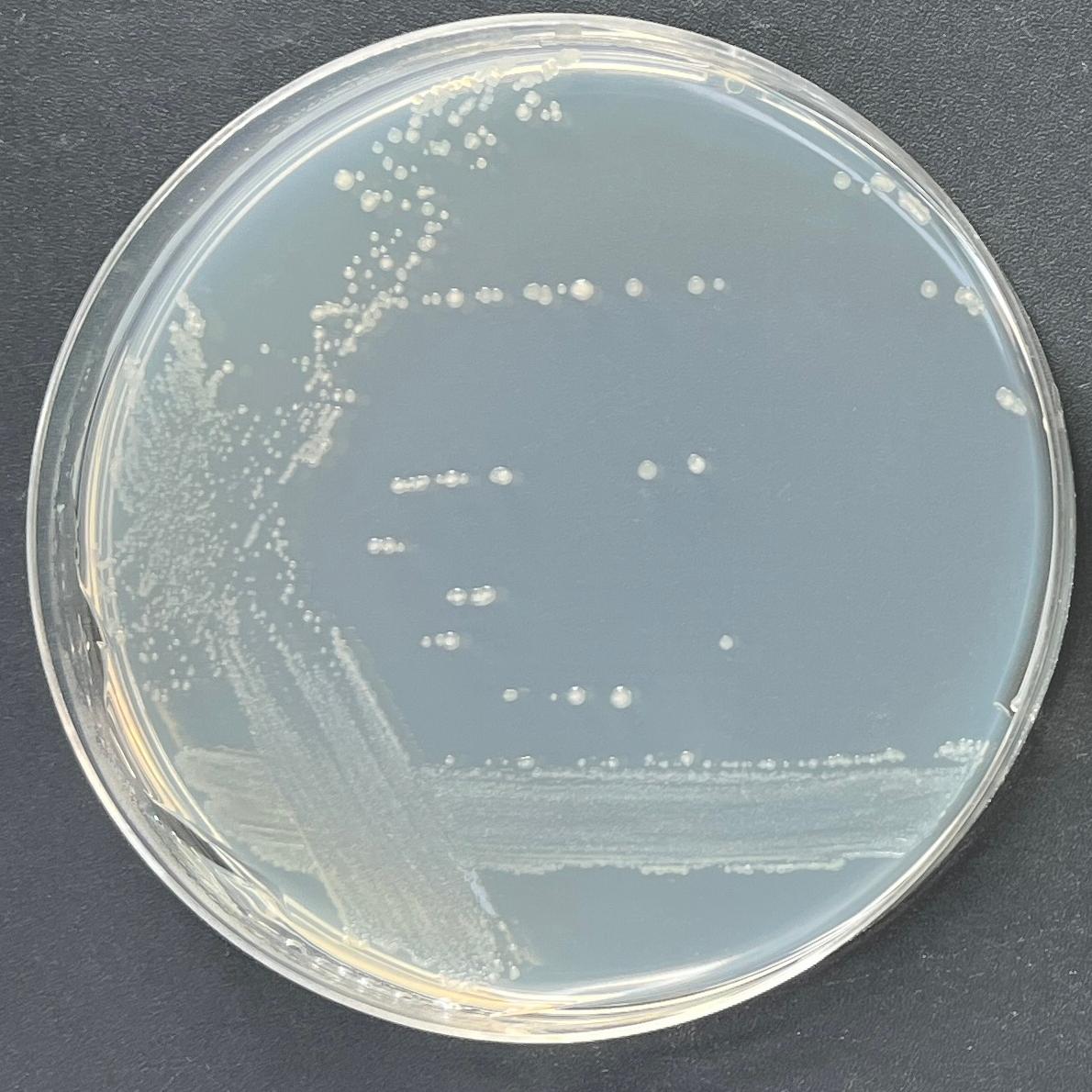 Bacillus subtilis-BNCC