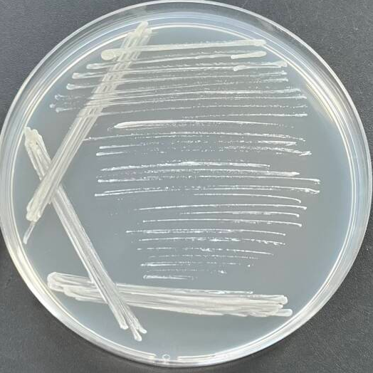 Mycobacterium abscesses-BNCC