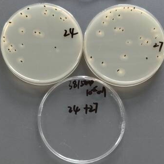 Quantitative strain of Aspergillus oryzae-BNCC