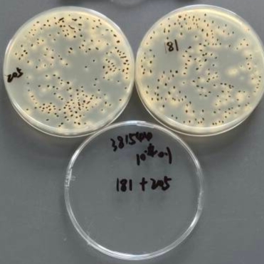 Quantitative strain of Aspergillus oryzae-BNCC