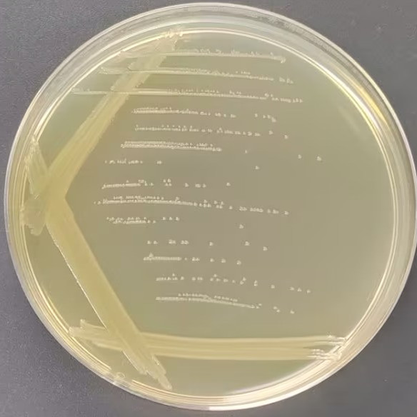 Campylobacter phepsi-BNCC
