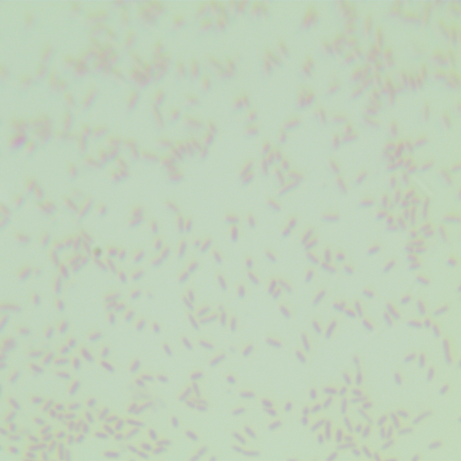 Campylobacter phepsi-BNCC
