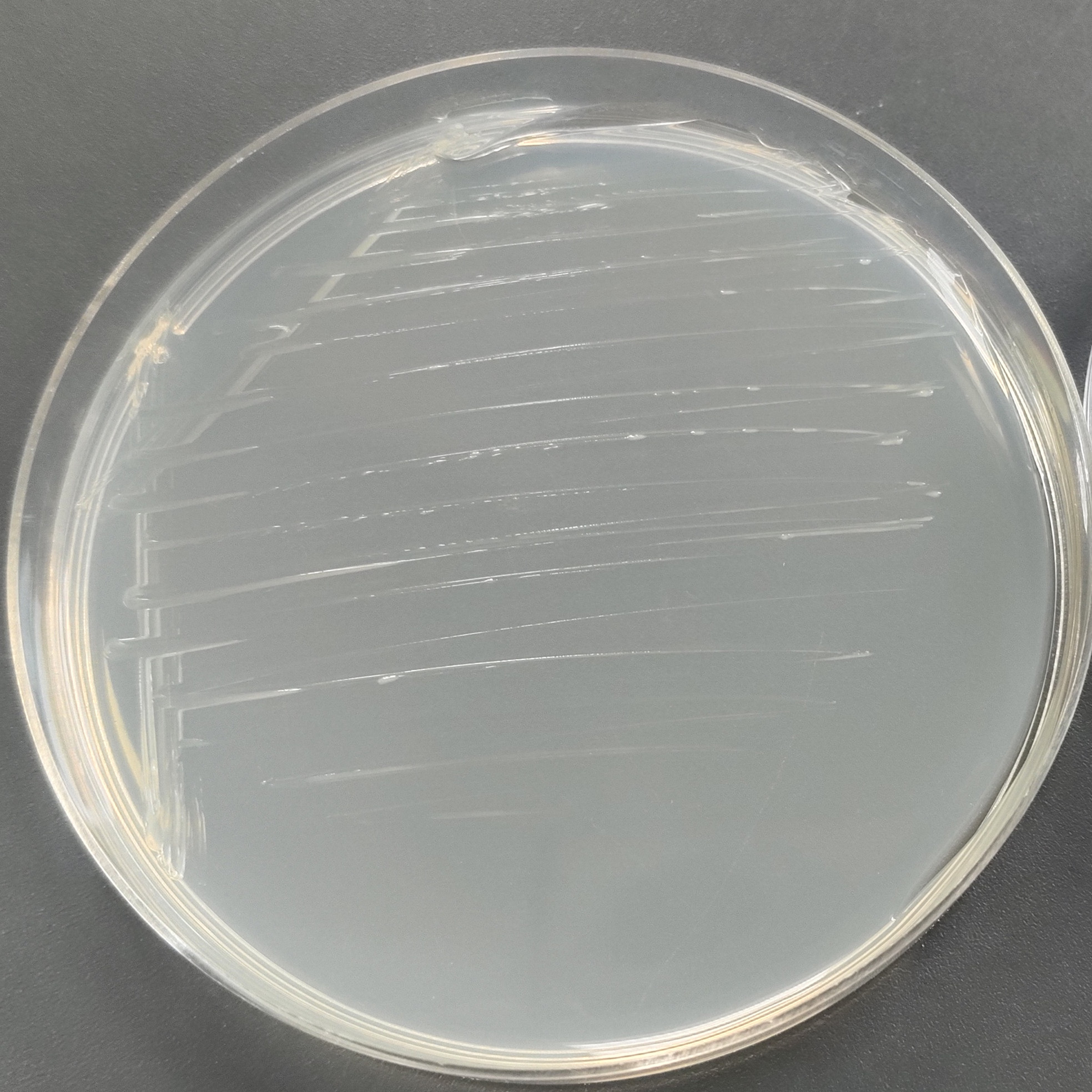 Acinetobacter baumannii-BNCC