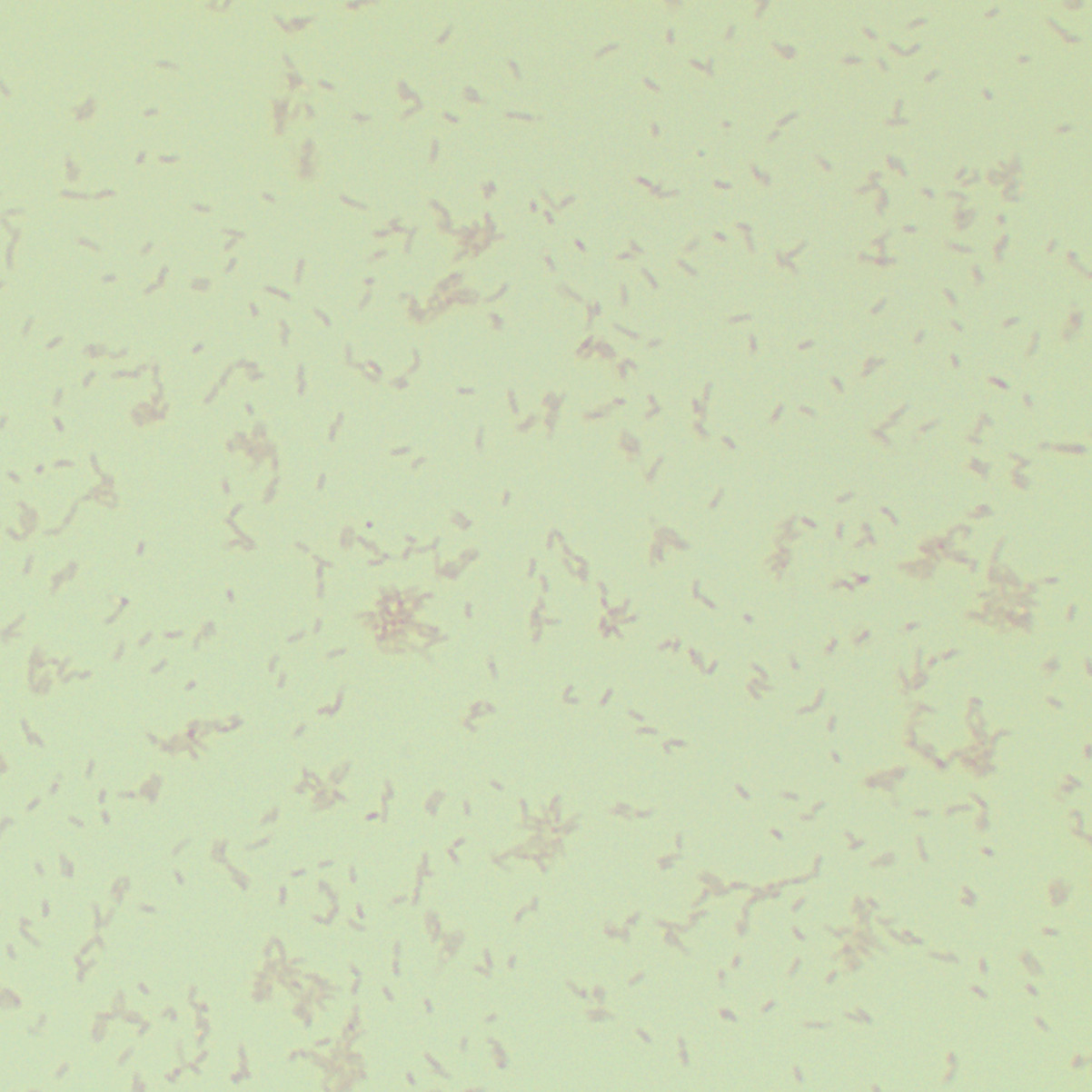 Acinetobacter baumannii-BNCC