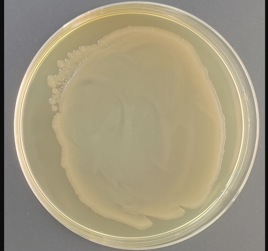 Indoor quality control samples of Vibrio parahaemolyticus deoxyribonucleic acid liquid (3 concentrations)-BNCC