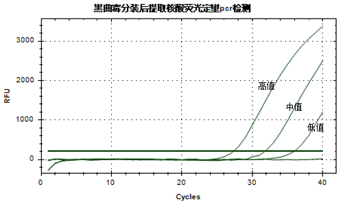 Aspergillus DNA standard (3 concentrations)-BNCC
