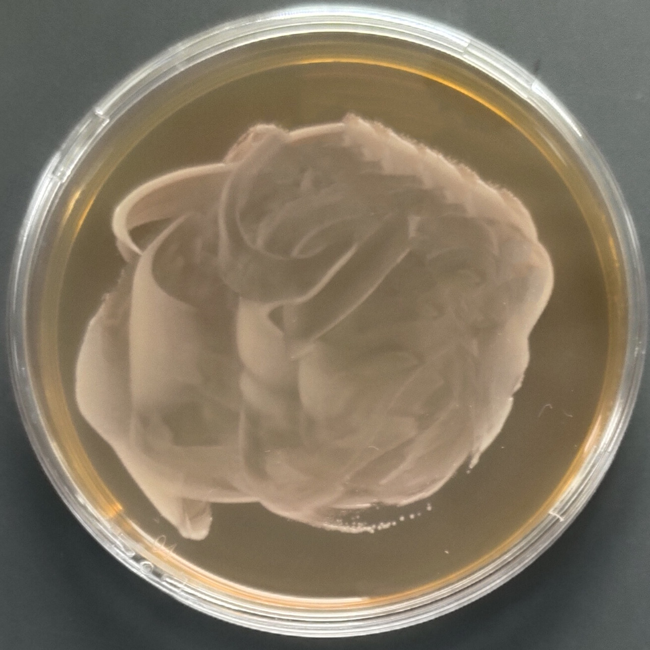 Lactobacillus rhamnosus-BNCC