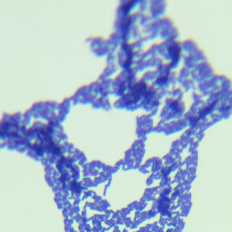 Lactobacillus rhamnosus-BNCC