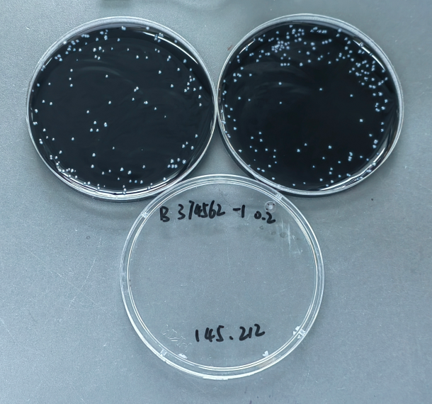 Quality control sample of Legionella pneumophila in drinking water-BNCC