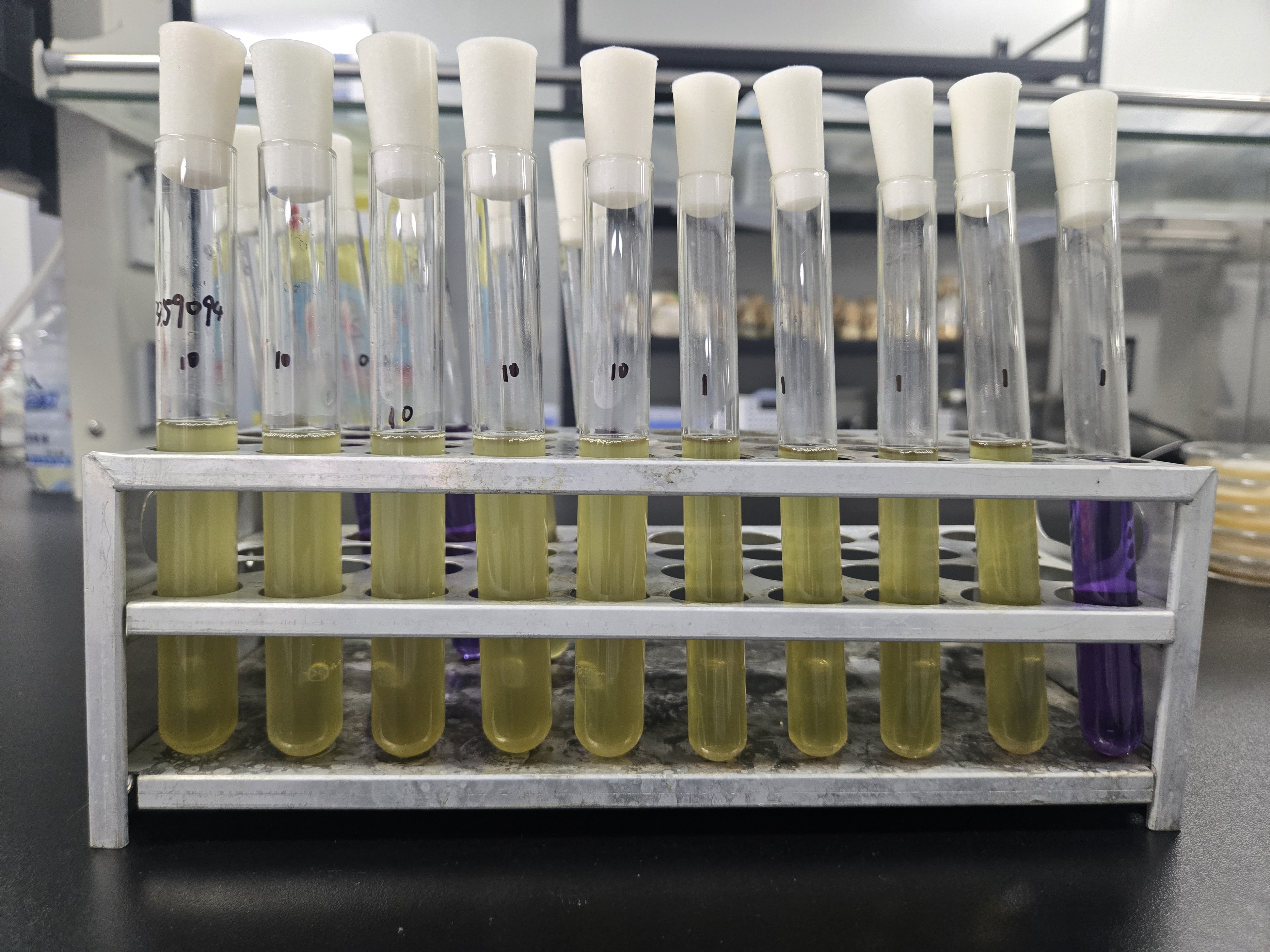 Urban sludge fecal coliform quality control sample (multi tube fermentation method)-BNCC