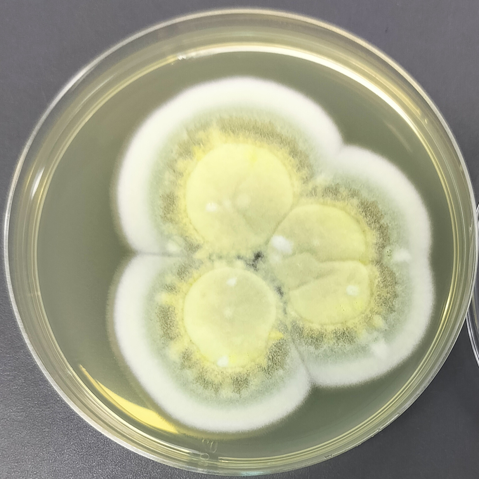 Penicillium flavum-BNCC