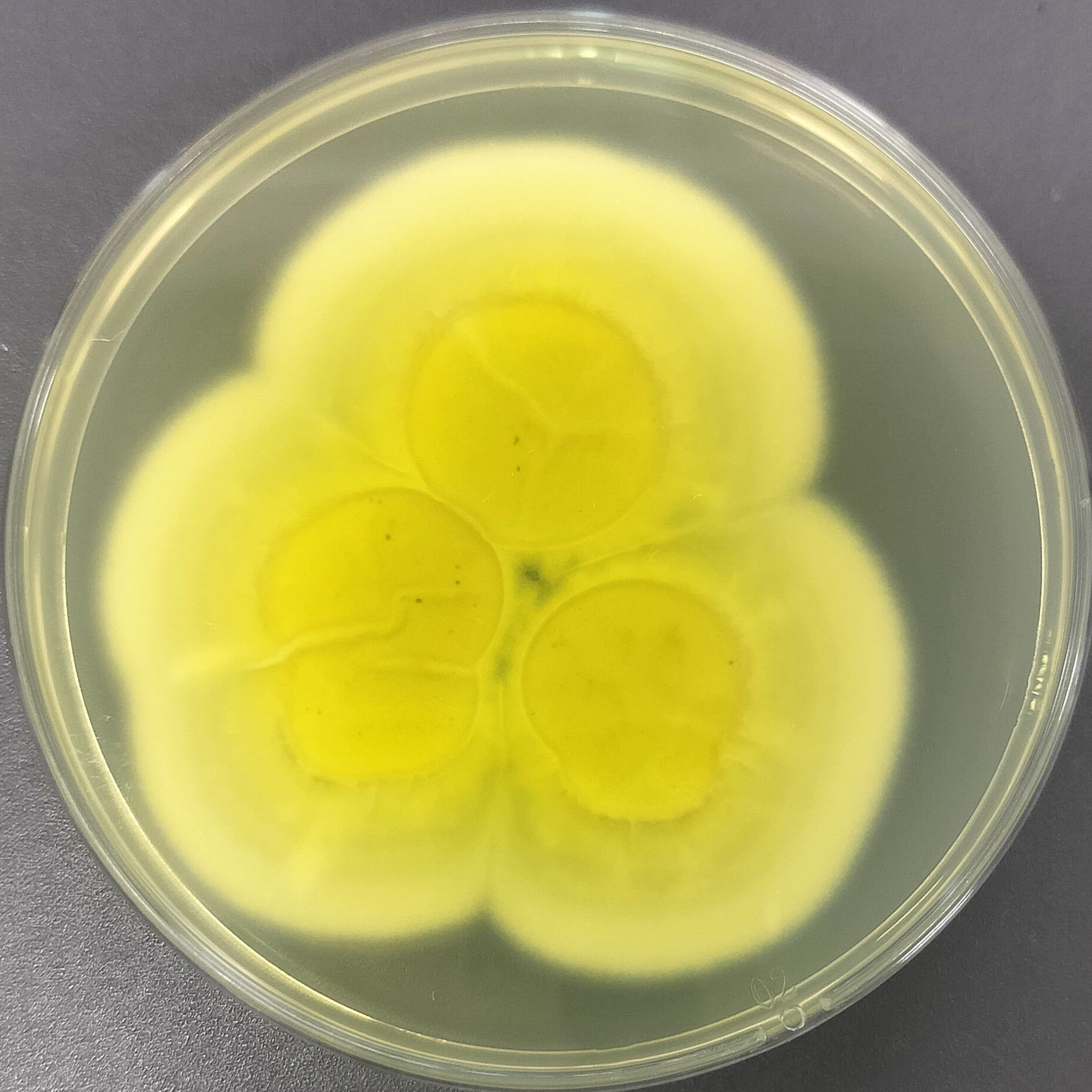Penicillium flavum-BNCC