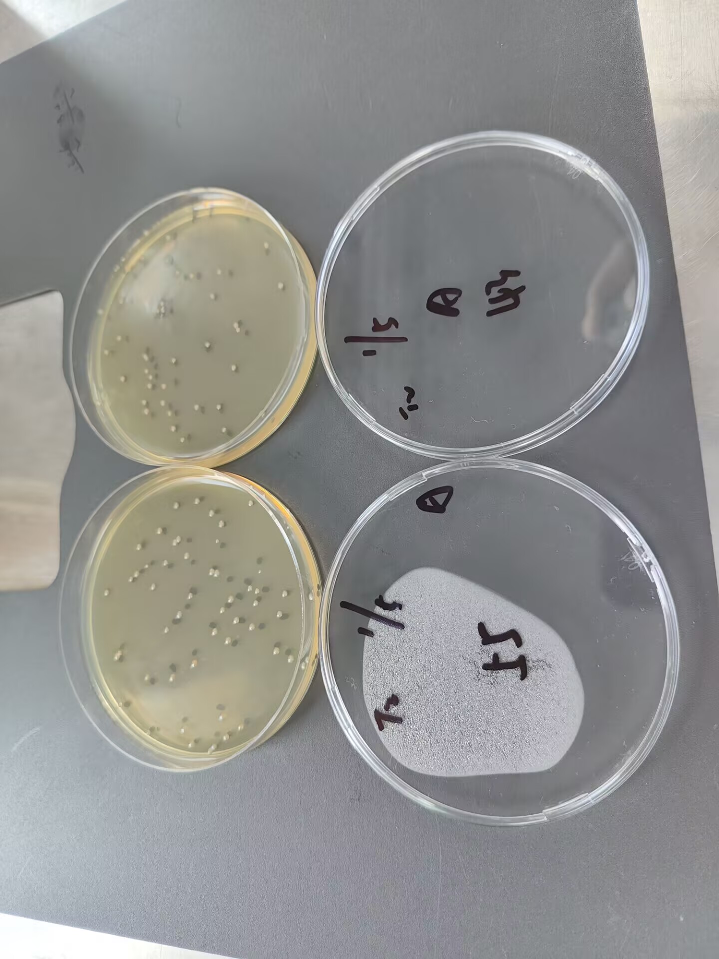 Quantitative strain of Pseudomonas aeruginosa-BNCC