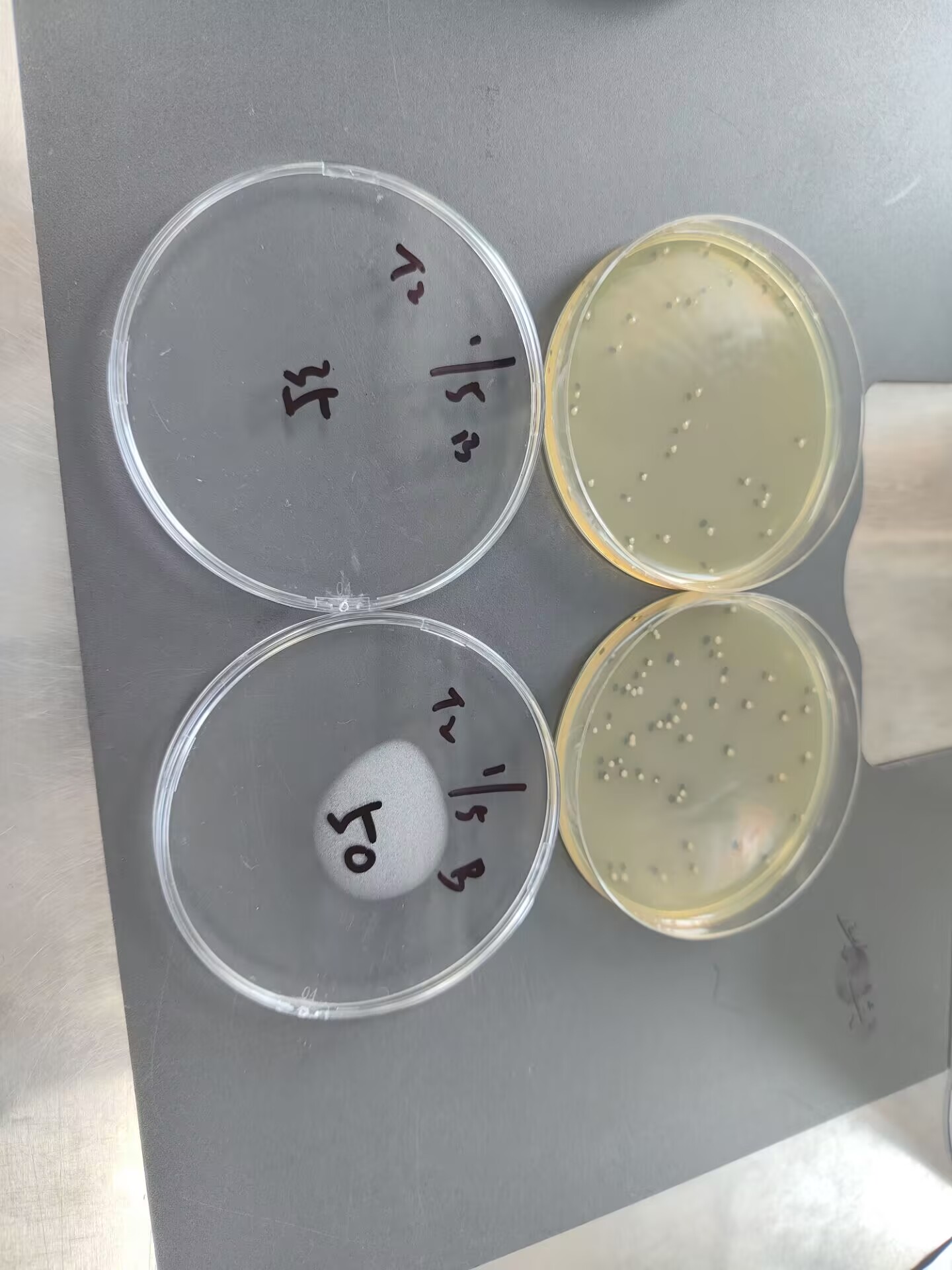 Quantitative strain of Pseudomonas aeruginosa-BNCC