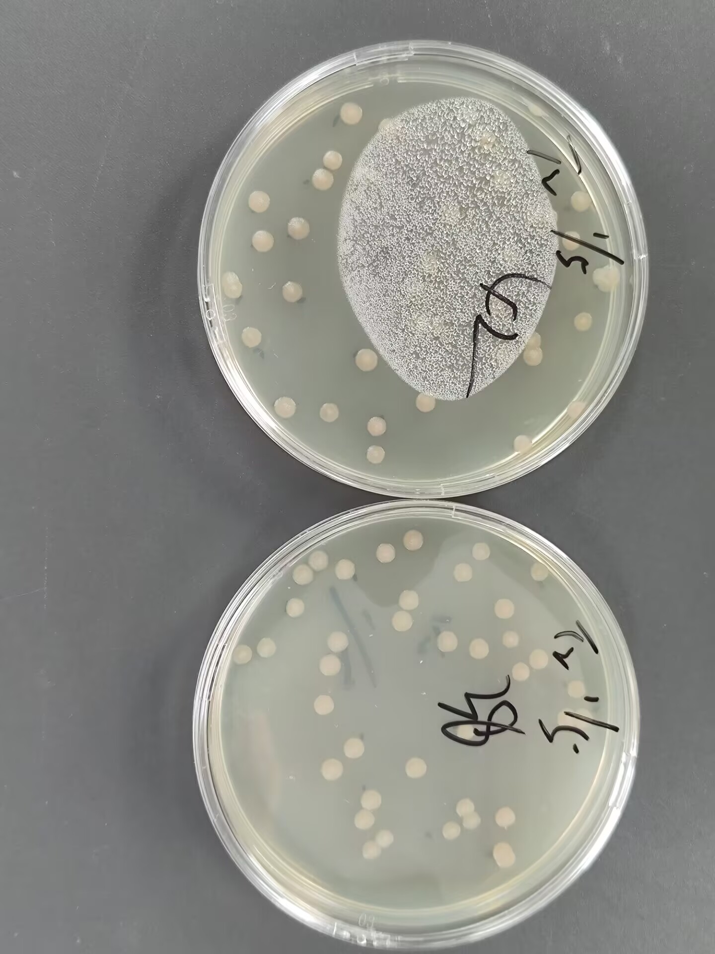 Quantitative strain of Pseudomonas aeruginosa-BNCC