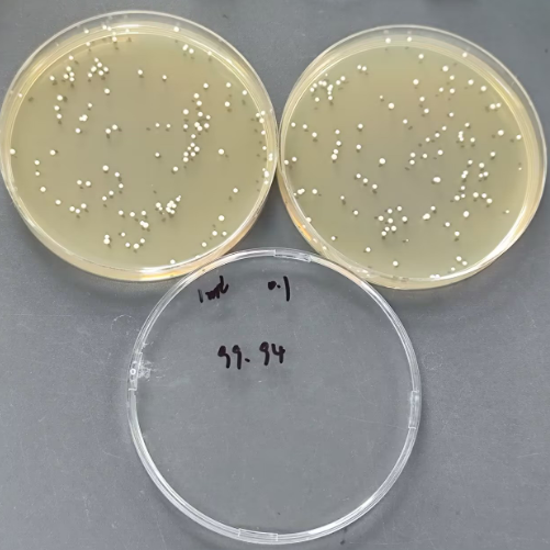 Quantitative strain of Candida albicans-BNCC