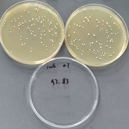 Quantitative strain of Candida albicans-BNCC