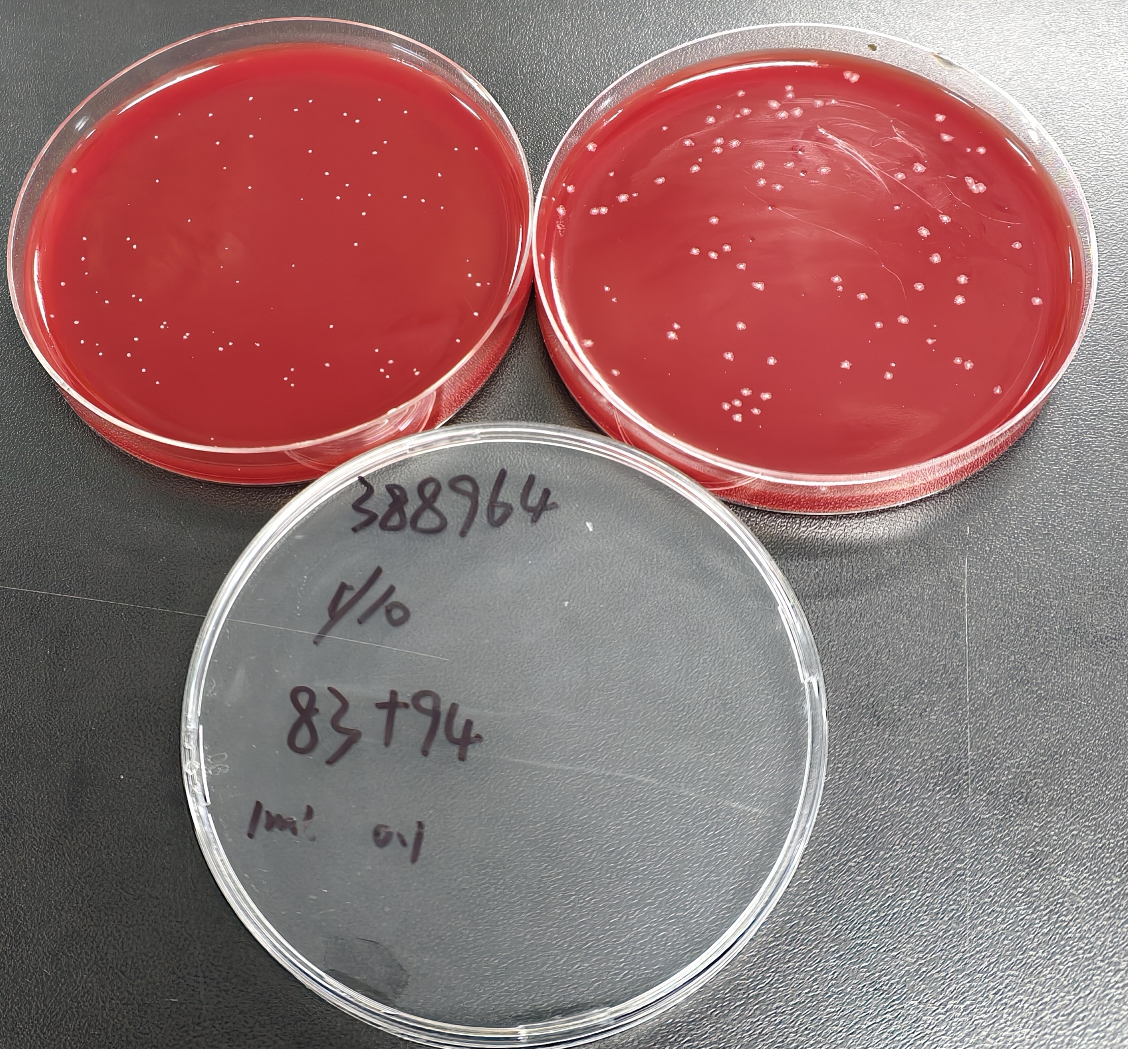 Quantitative strain of Clostridium sporogenes-BNCC