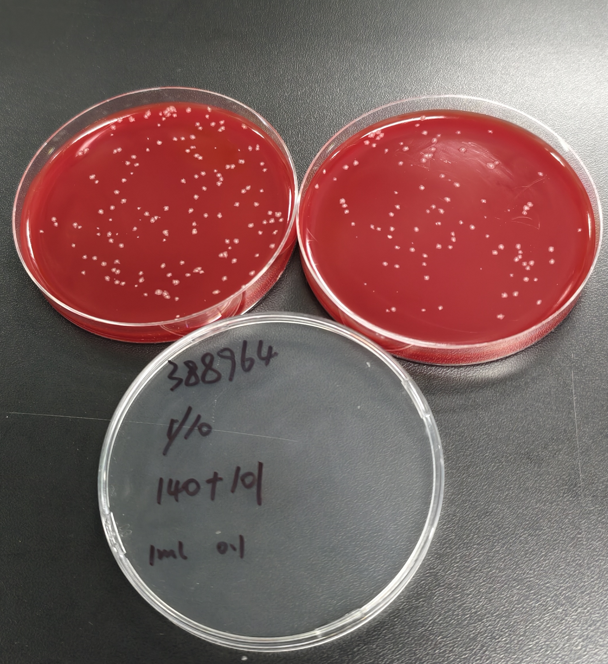 Quantitative strain of Clostridium sporogenes-BNCC
