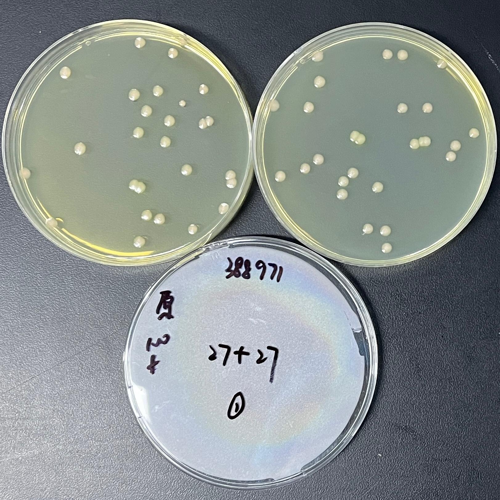 Quantitative strain of Pseudomonas aeruginosa-BNCC