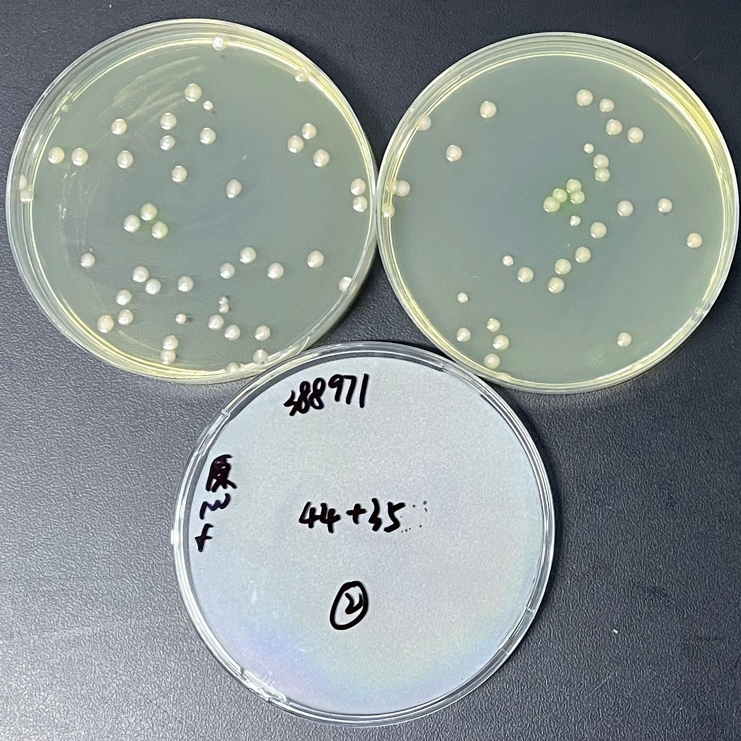 Quantitative strain of Pseudomonas aeruginosa-BNCC