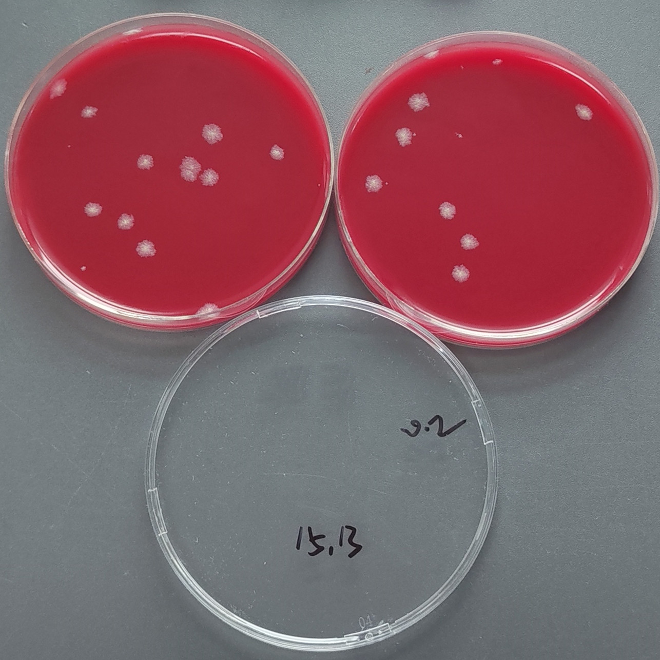 Quantitative strain of Clostridium sporogenes-BNCC