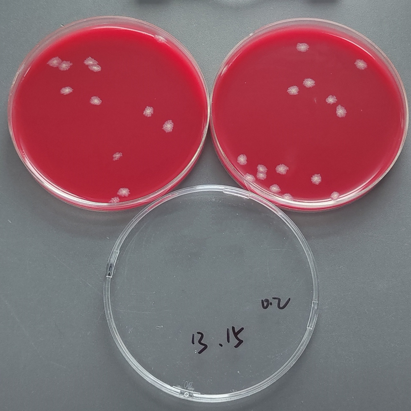 Quantitative strain of Clostridium sporogenes-BNCC