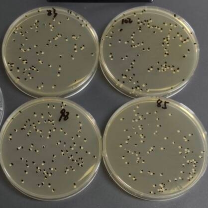 Quantitative strain of Candida albicans-BNCC