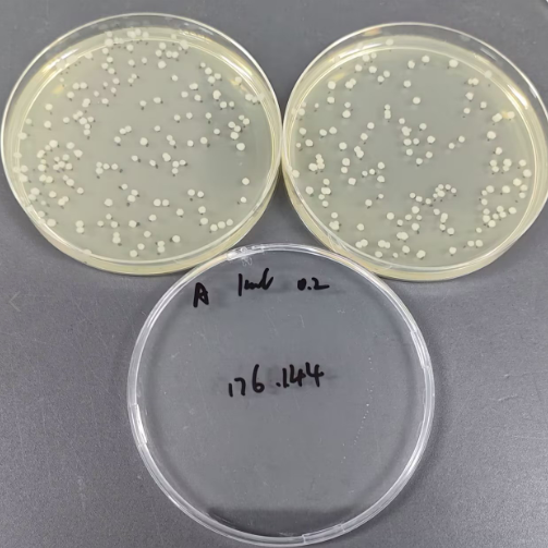 Quantitative strain of Bacillus subtilis-BNCC
