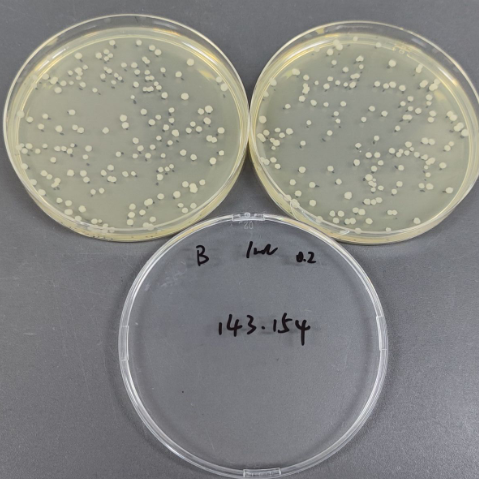 Quantitative strain of Bacillus subtilis-BNCC