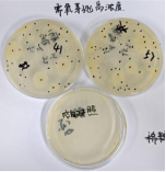 Aerobic Spore-Forming Bacteria Quality Control Sample for Milk and Dairy Products-BNCC