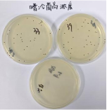 Chlorella Quality Control Sample for Milk and Dairy Products-BNCC