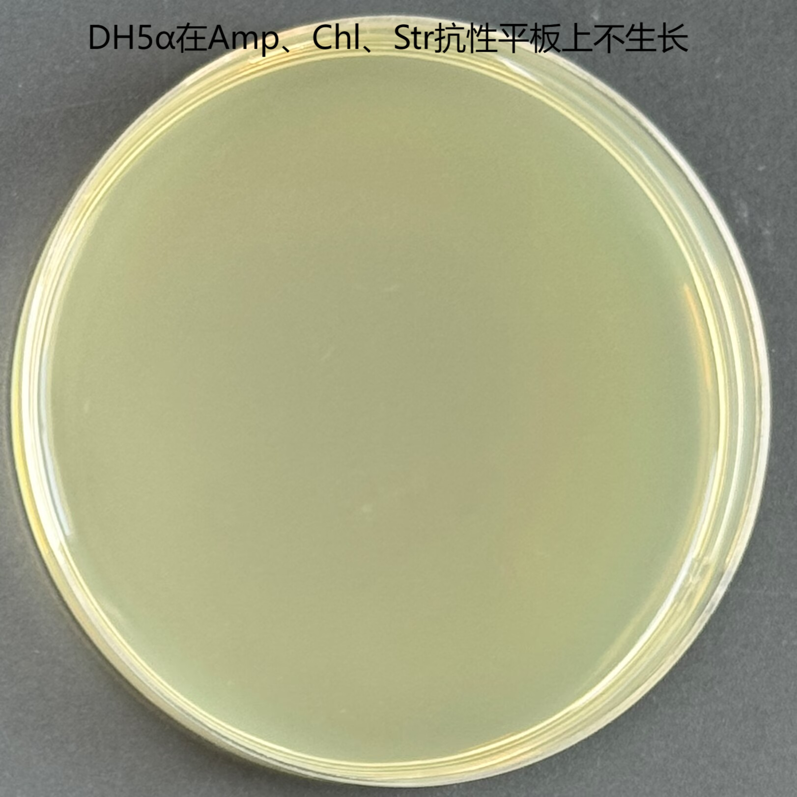 Escherichia coli SHuffle T7 Express lysY chemocompetent cells-BNCC