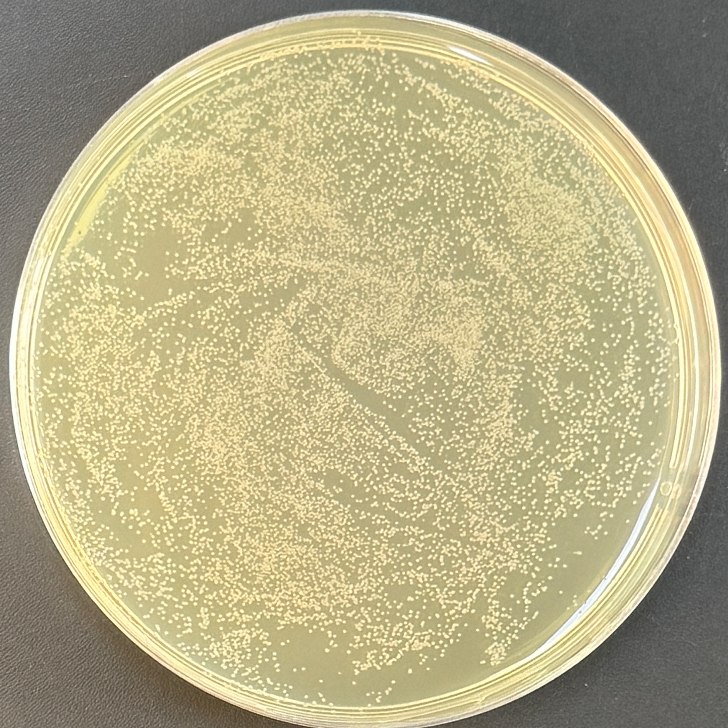 Escherichia coli SHuffle T7 Express lysY chemocompetent cells-BNCC