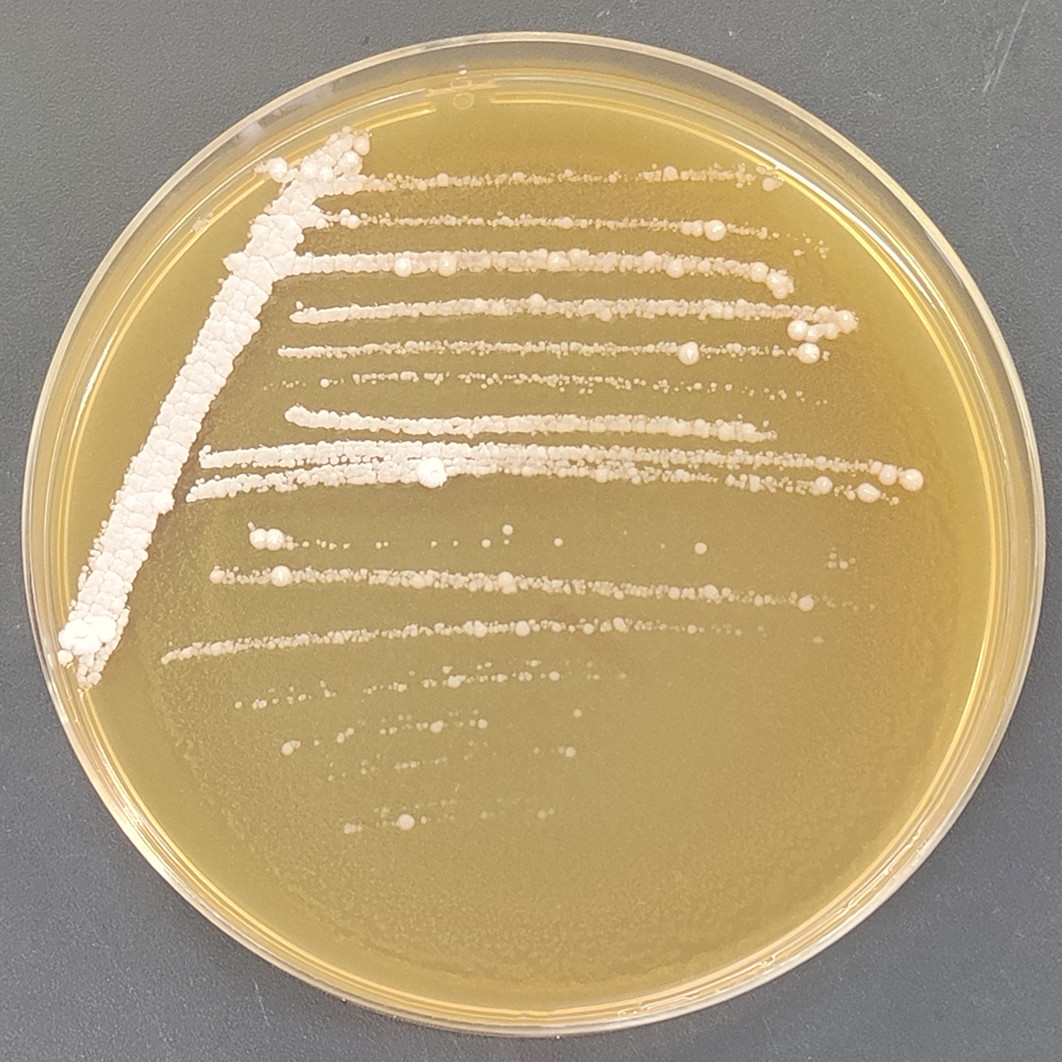 Streptomyces hygroscopicus subsp. hygroscopicus M5-13184-BNCC