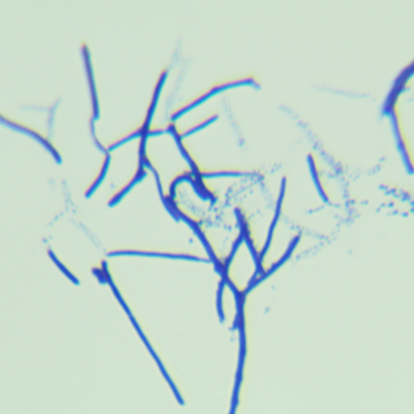 Streptomyces hygroscopicus subsp. hygroscopicus M5-13184-BNCC