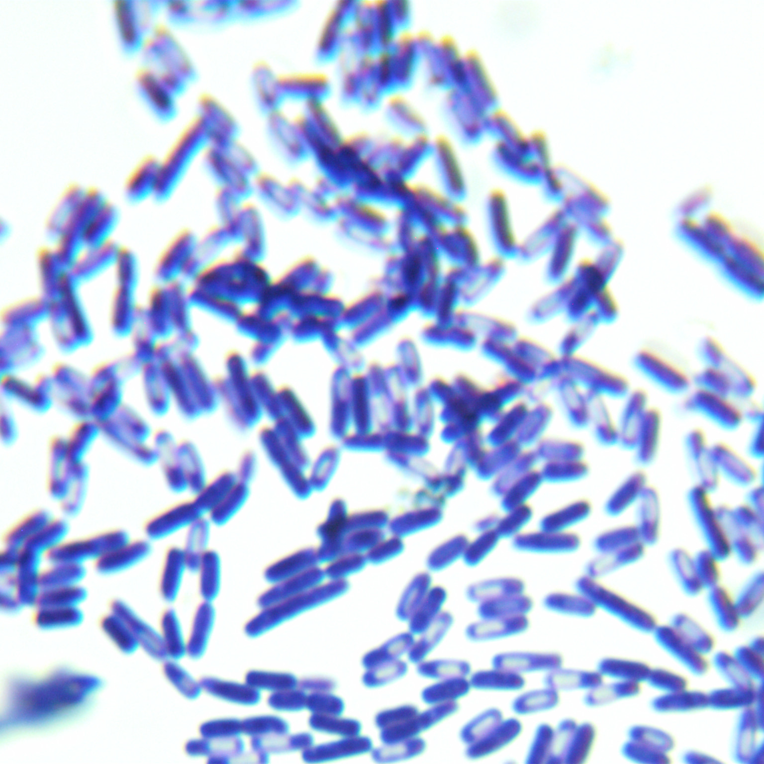 Bacillus cereus-BNCC