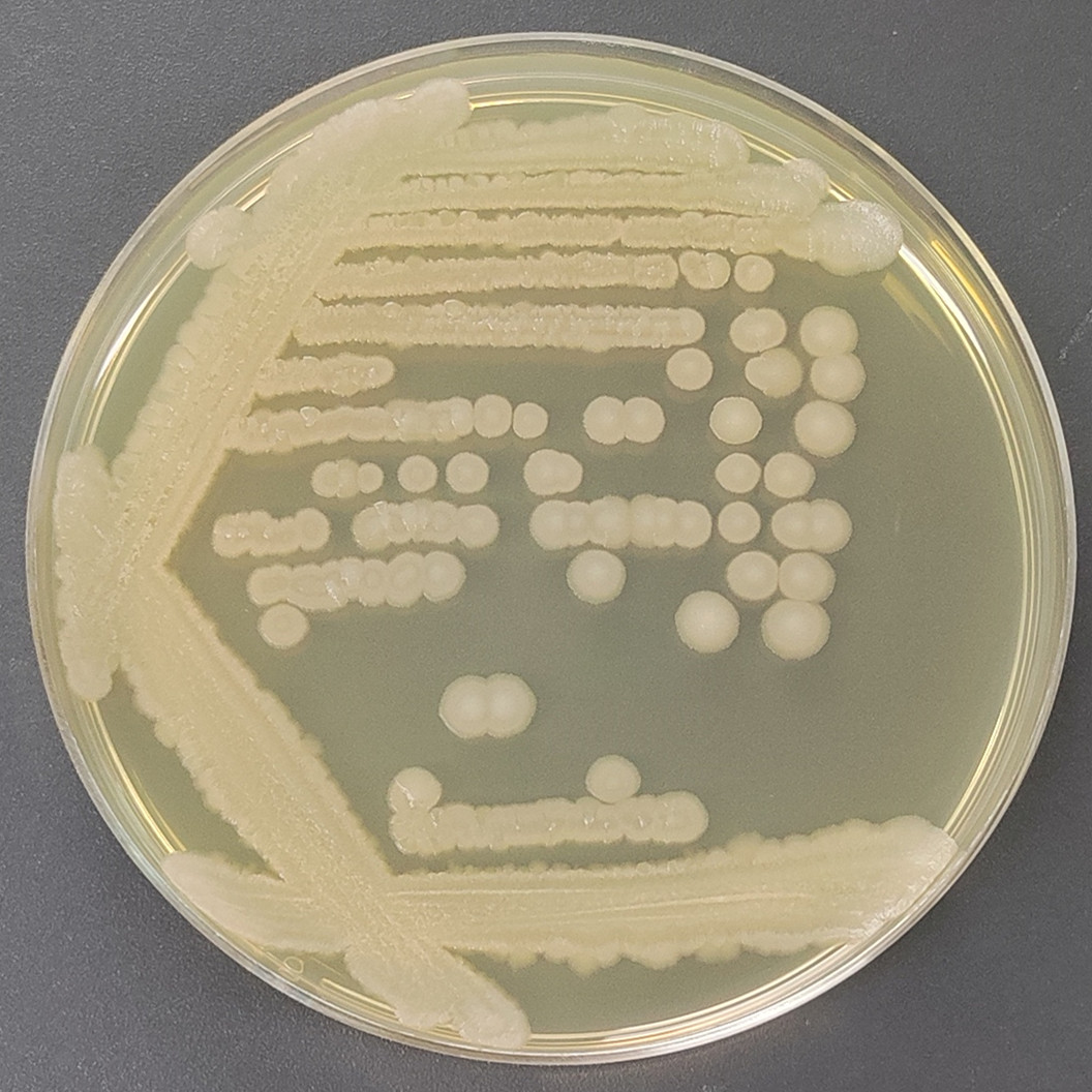 Bacillus cereus-BNCC