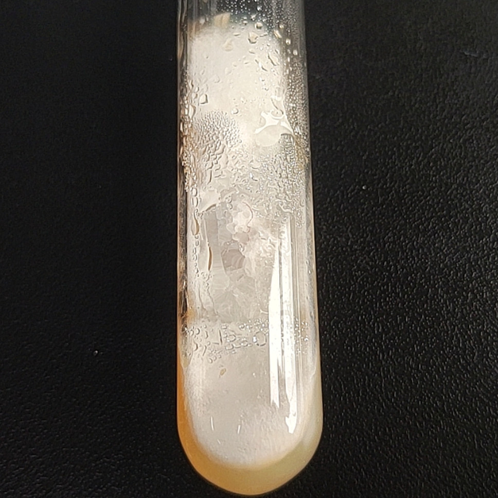 Asian Fusarium-BNCC