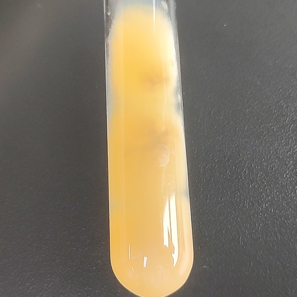 Asian Fusarium-BNCC